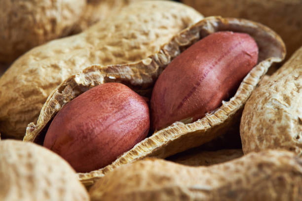 خرید بادام زمینی آستانه + قیمت فروش استثنایی